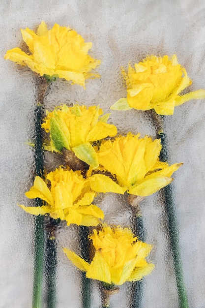 Fleurs de jonquilles élégantes sous verre avec des gouttes d'eau à plat Nature morte rustique florale Image abstraite créative de fleurs de printemps Bonjour printemps Fond d'écran esthétique simple fleurs humides