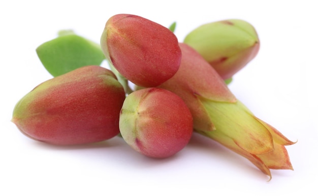 Fleurs de Kalanchoe sur fond blanc