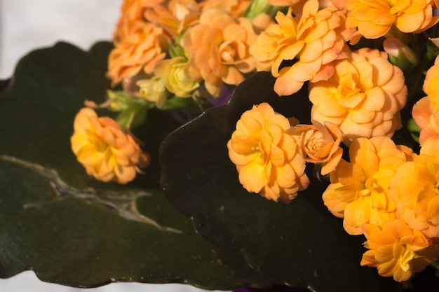 Fleurs de kalanchoe orange