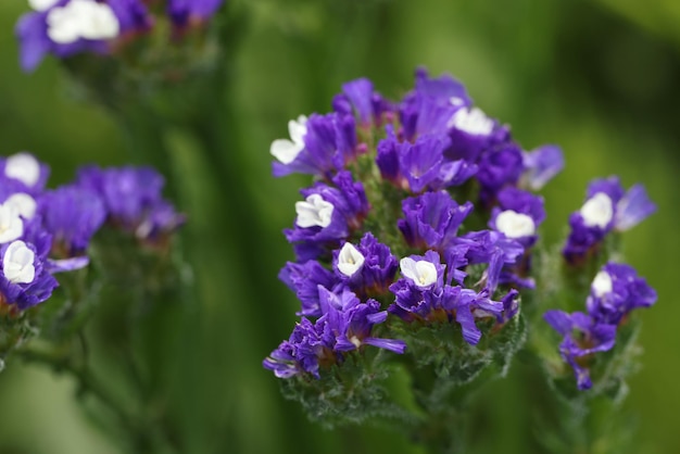 Les fleurs de Kermek poussent dans le jardin gros plan beau concept de fleurs d'été bleu