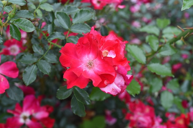 fleurs de kordesi rose de dortmund