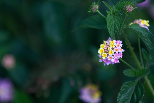 Les fleurs de Lantana camara