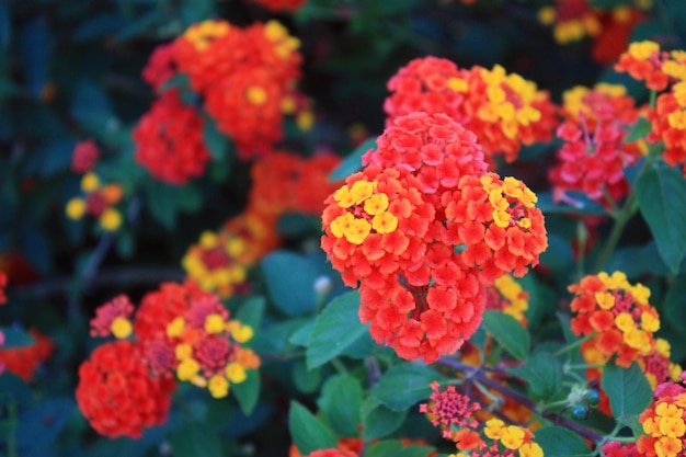 Fleurs de lantana