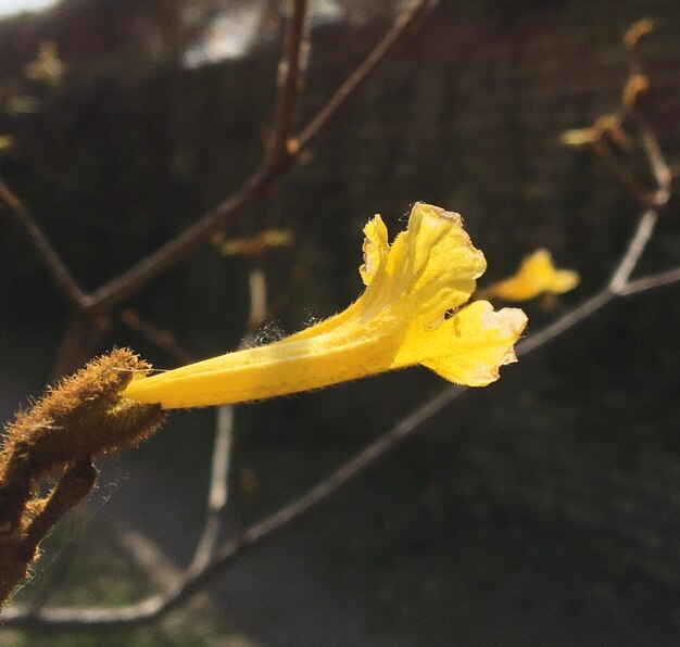 Les fleurs d'un lapacho jaune