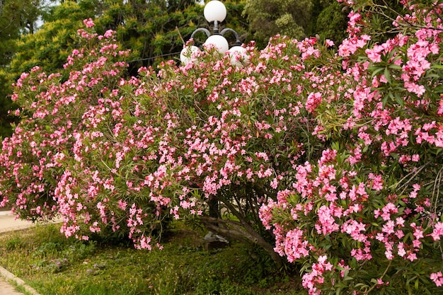 Fleurs de laurier rose en fleurs ou nerium dans le jardin. Mise au point sélective. Espace de copie. Printemps fleuri, été exotique, concept de journée femme ensoleillée