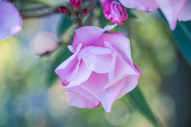 Fleurs de laurier rose de près dans un jardin