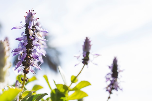 Photo fleurs de lavande avec arrière-plan flou