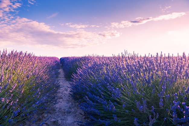 Fleurs de lavande au coucher du soleil en Provence, France. Beau paysage d'été