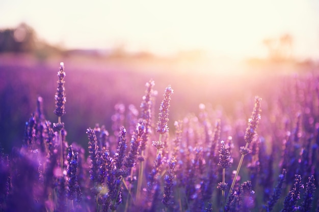 Fleurs de lavande au coucher du soleil en Provence, France. Filtre vintage. Beau fond floral