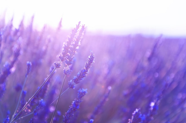 Fleurs de lavande au coucher du soleil en Provence, France. Image macro, faible profondeur de champ. Fond de belle fleur