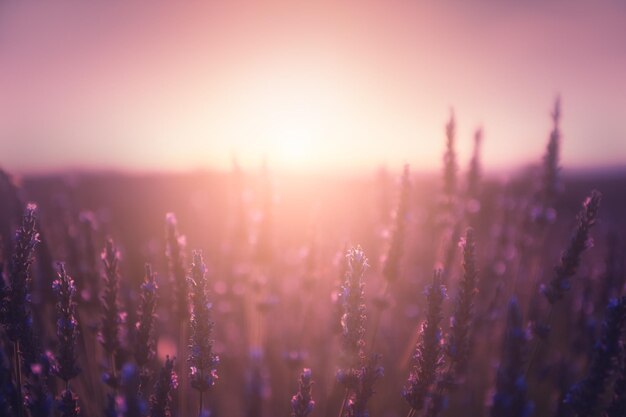 Fleurs de lavande au coucher du soleil en Provence, France. Image macro, faible profondeur de champ. Fond de belle nature d'été