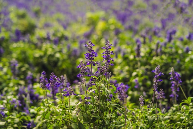 Fleurs de lavande au soleil dans un flou artistique, des couleurs pastel et un arrière-plan flou