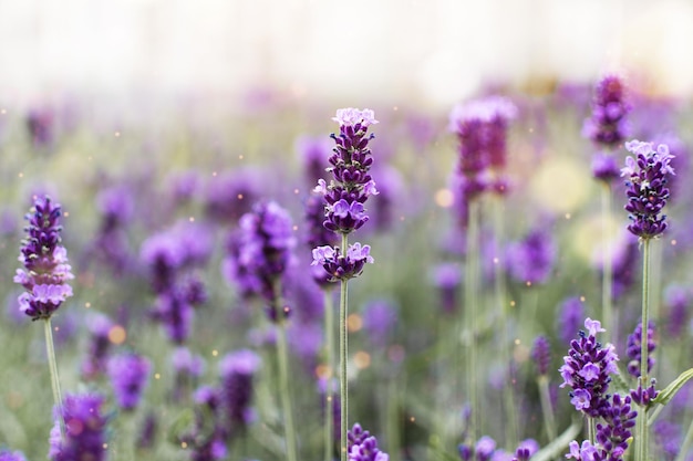 Fleurs de lavande au soleil Fond d'écran de champ de lavande