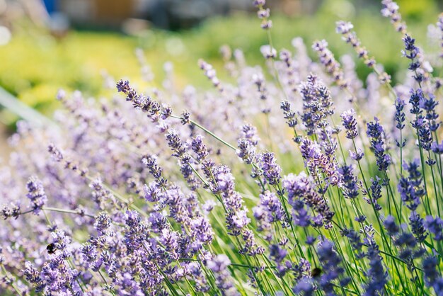 Fleurs de lavande dans un champ au coucher du soleil