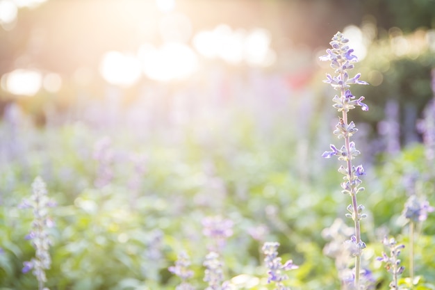 Fleurs de lavande dans le champ à la journée ensoleillée