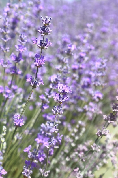 Fleurs de lavande dans le champ libre