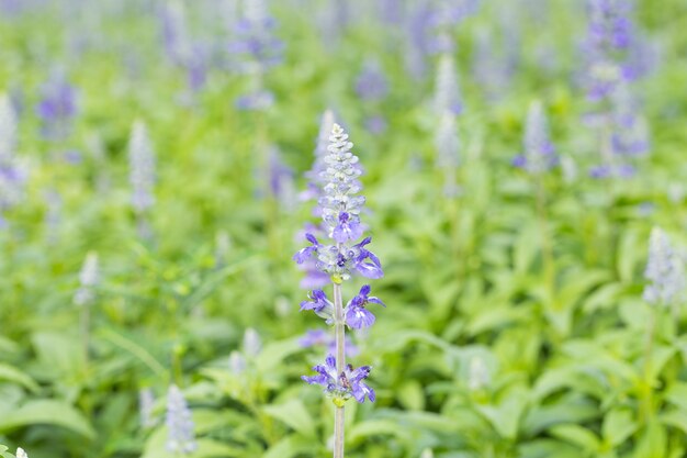 Fleurs de lavande dans le champ