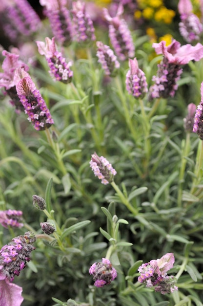 Fleurs de lavande dans un champ