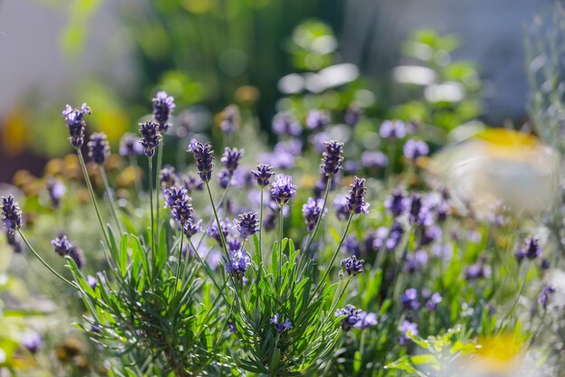 Fleurs de lavande dans le jardin d'été