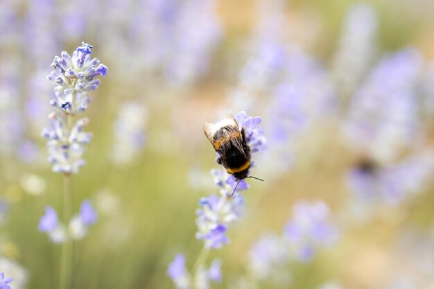 Fleurs de lavande dans un jardin fleuri Fleurs de lavande éclairées par la lumière du soleil Abeille à la recherche de pollen