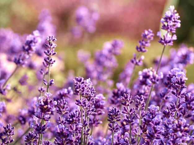 Fleurs de lavande dans un jardin fleuri.