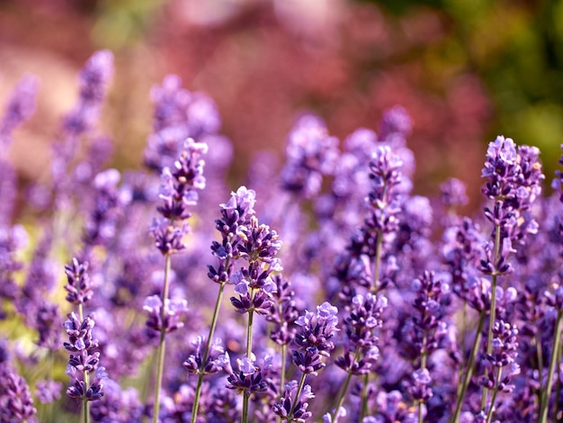 Fleurs de lavande dans un jardin fleuri.