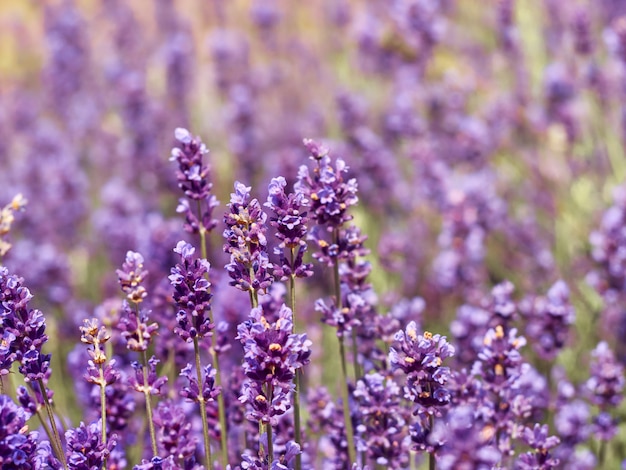 Fleurs de lavande dans un jardin fleuri