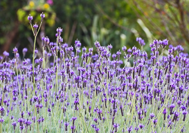 Fleurs de lavande dans le jardin