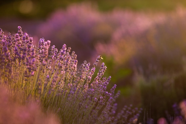 Fleurs de lavande en fleurs dans un champ de Provence sous la lumière du coucher du soleil en France