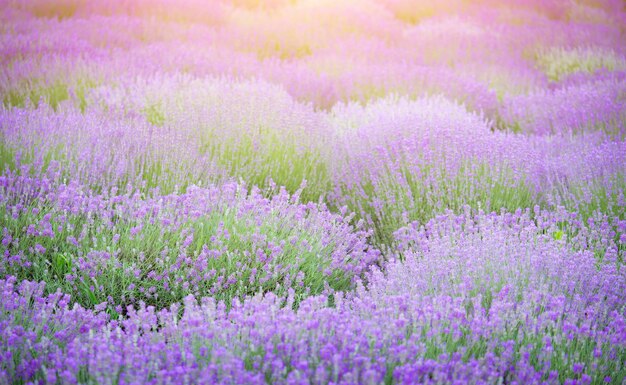 Photo des fleurs de lavande en fleurs sur un fond de coucher de soleil coloré