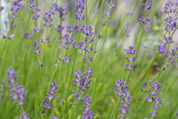 Fleurs de lavande en fleurs Fond de fleurs de champ violet Fleurs de lavande tendre faible profondeur de champ