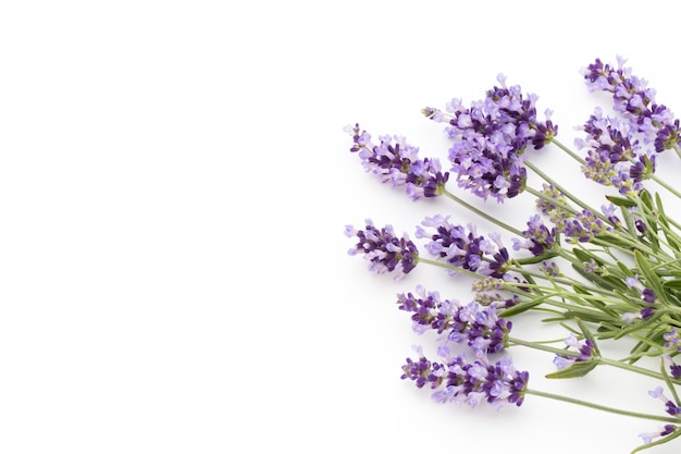 Fleurs de lavande sur fond blanc.