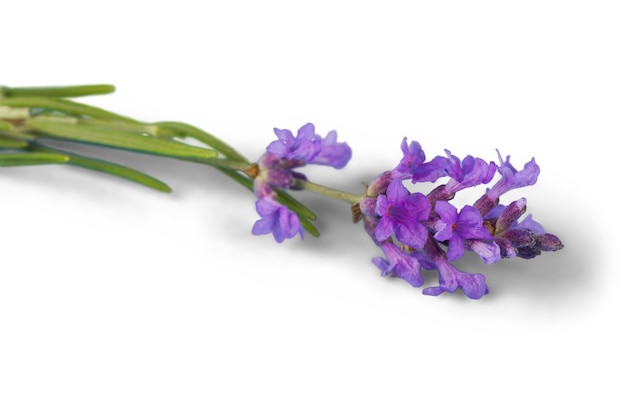 Fleurs de lavande sur fond blanc