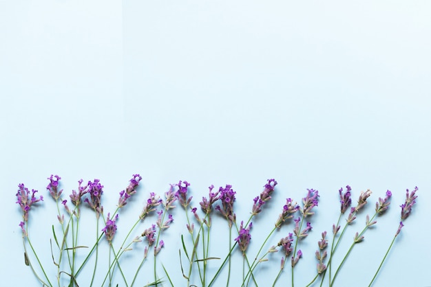 Fleurs de lavande sur fond bleu pastel avec vue de dessus et espace de copie.