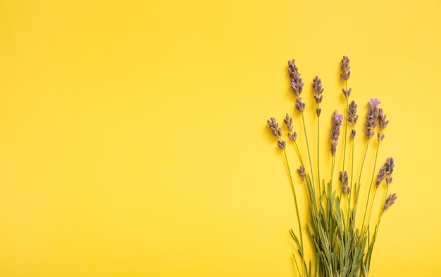 Fleurs de lavande sur fond coloré Vue de dessus Espace de copie