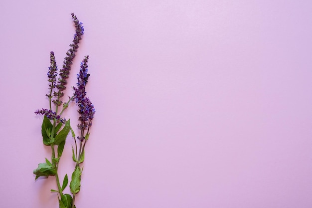 Fleurs de lavande sur fond rose. Copiez l'espace. Vue de dessus, mise à plat