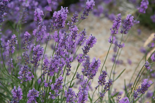 Fleurs de lavande fraîche fond violet