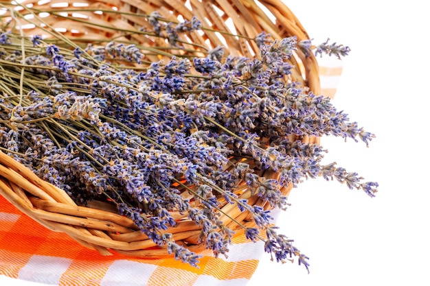 Fleurs de lavande fraîches dans le panier sur fond blanc