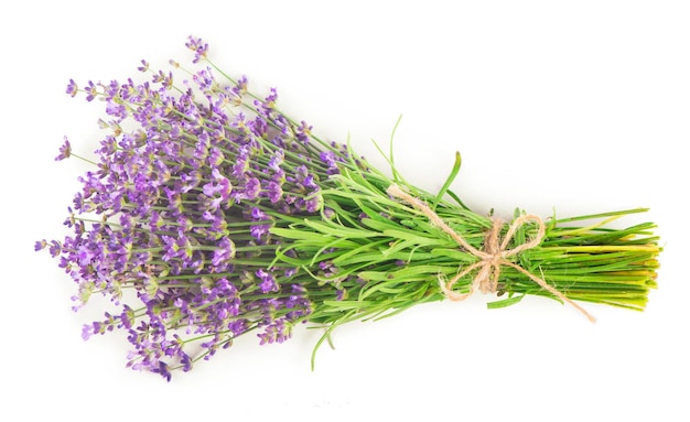 Fleurs de lavande fraîches sur fond blanc