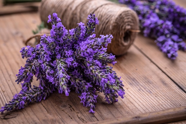 Fleurs de lavande fraîches