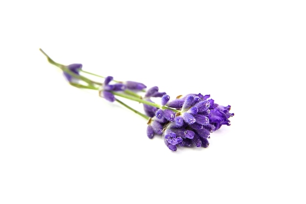 Photo fleurs de lavande isolés sur blanc