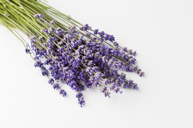 Fleurs de lavande isolés sur blanc