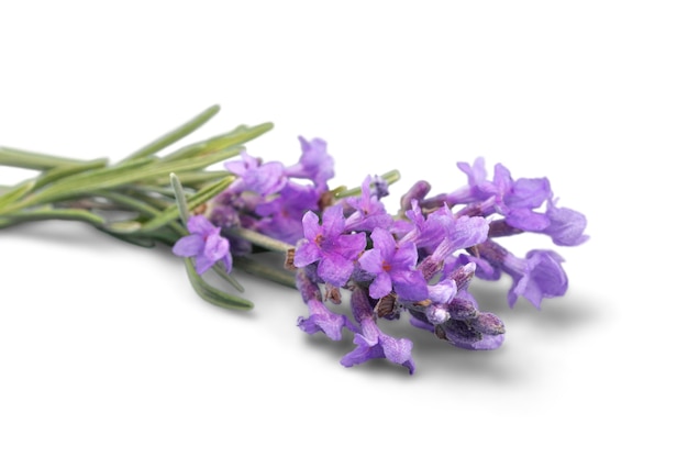 Fleurs de lavande isolés sur fond blanc