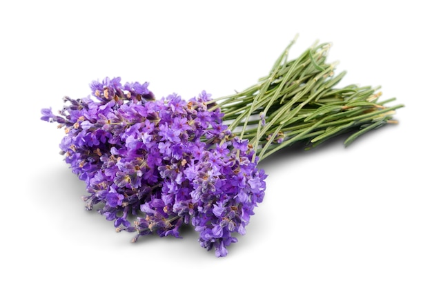 Fleurs de lavande isolés sur fond blanc