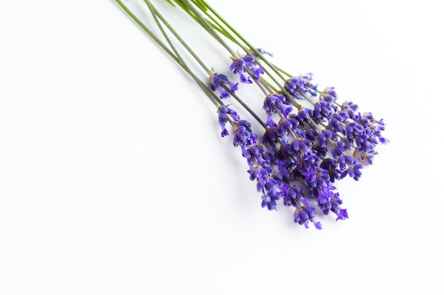 Fleurs de lavande isolés sur fond blanc