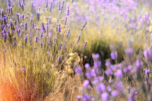 Fleurs de lavande de montagne au coucher du soleil sur l'île de Hvar en Croatie