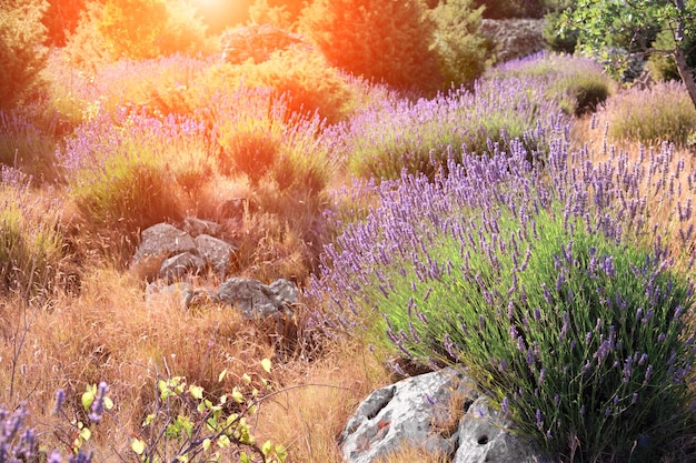 Fleurs de lavande de montagne au coucher du soleil sur l'île de Hvar en Croatie