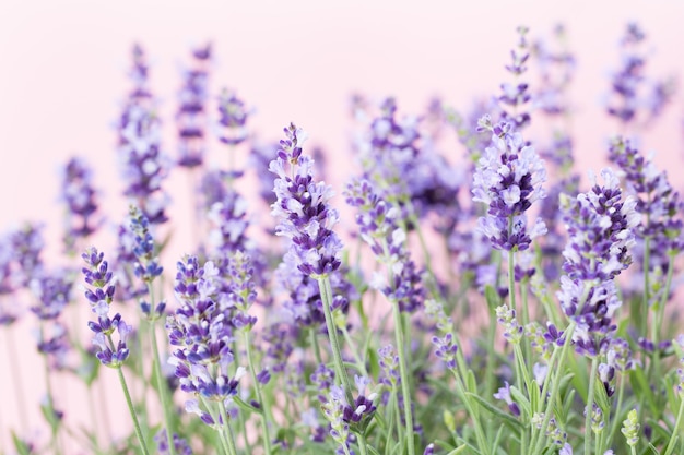 Fleurs de lavande sur la nature