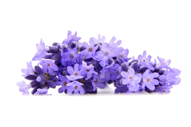 Fleurs de lavande naturelle isolées sur fond blanc