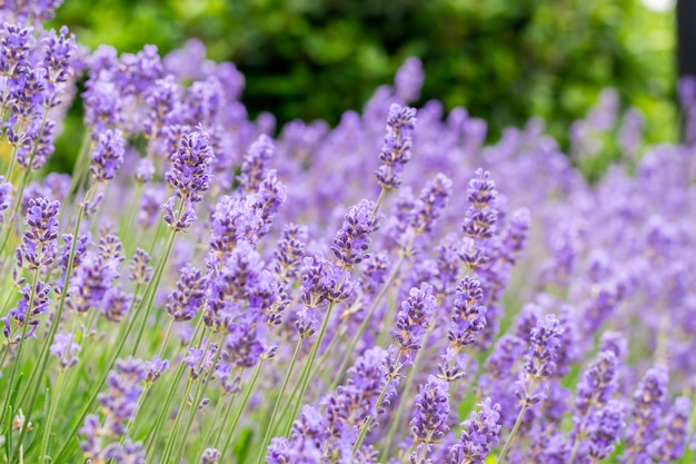 fleurs de lavande parfumées et épanouies par une journée ensoleillée.